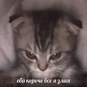 Memes 1 — стикер для MAX