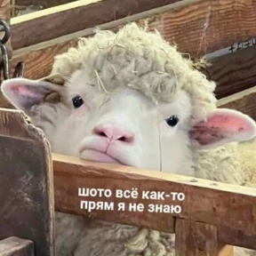 Memes 1 — стикер для MAX