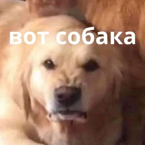 Memes 1 — стикер для MAX