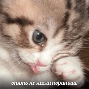 Memes 1 — стикер для MAX
