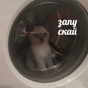 Memes 1 — стикер для MAX
