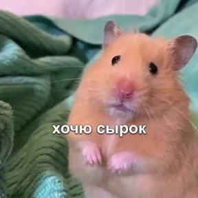 Memes 1 — стикер для MAX