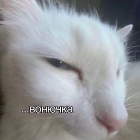 Memes 1 — стикер для MAX