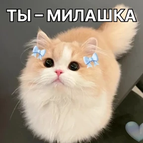 Стикербум_кошки — стикер для MAX