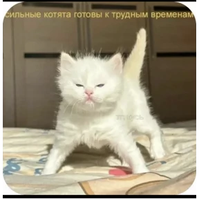 Котики — стикер для MAX