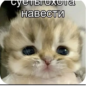 Котики — стикер для MAX
