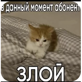 Котики — стикер для MAX