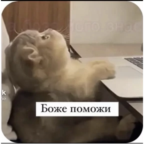 Котики — стикер для MAX