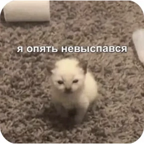 Котики — стикер для MAX