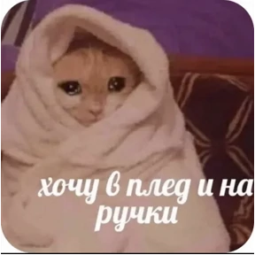 Котики — стикер для MAX