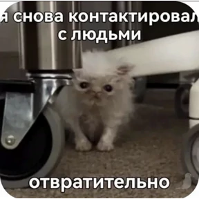 Котики — стикер для MAX