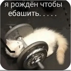 Котики — стикер для MAX