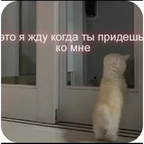 Котики — стикер для MAX