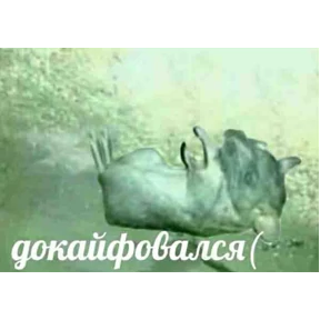 Да — стикер для MAX