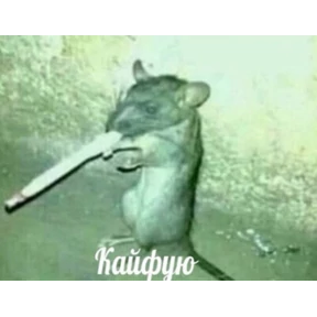 Да — стикер для MAX