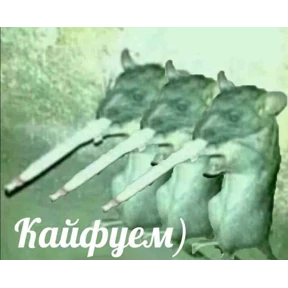 Да — стикер для MAX
