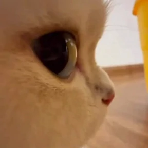 Котечки — стикер для MAX