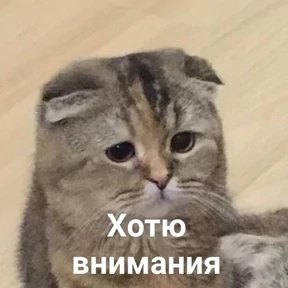 ZEIQEKALQQ — стикер для MAX