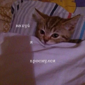 ZEIQEKALQQ — стикер для MAX
