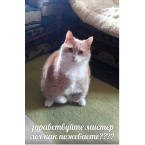 ZEIQEKALQQ — стикер для MAX