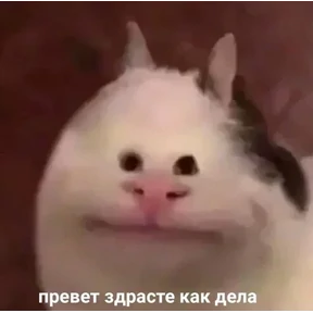 ZEIQEKALQQ — стикер для MAX