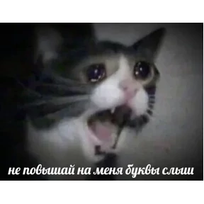 ZEIQEKALQQ — стикер для MAX