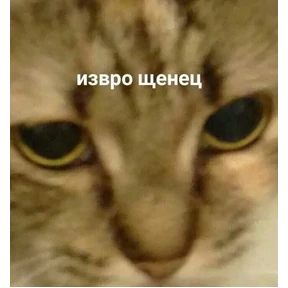 ZEIQEKALQQ — стикер для MAX