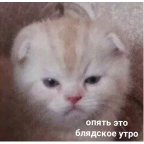 ZEIQEKALQQ — стикер для MAX