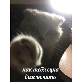 ZEIQEKALQQ — стикер для MAX