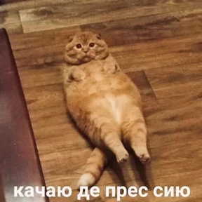 ZEIQEKALQQ — стикер для MAX