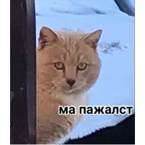 Асият Ахмедовна — стикер для MAX