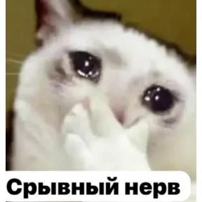 Асият Ахмедовна — стикер для MAX