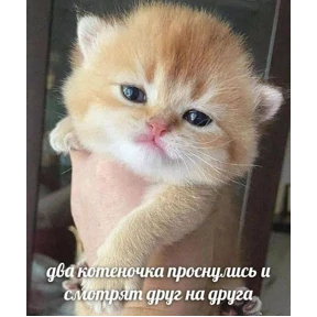 Мой — стикер для MAX