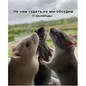 Мем — стикер для MAX