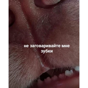 Мем — стикер для MAX