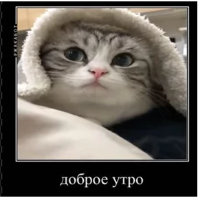 Мои из тг — стикер для MAX