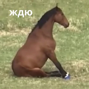 Memes 1 — стикер для MAX