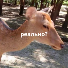 Memes 1 — стикер для MAX