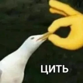 Memes 1 — стикер для MAX