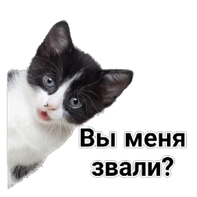 Приветствие и не только — стикер для MAX