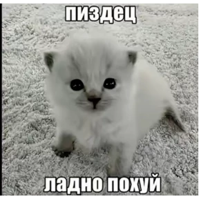 Ответ на серьёзный вопрос — стикер для MAX