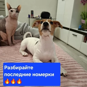 Лови удачу — стикер для MAX