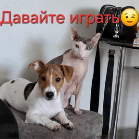 Лови удачу — стикер для MAX