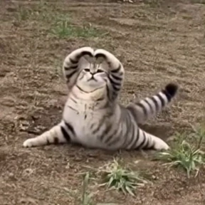 Котечки — стикер для MAX