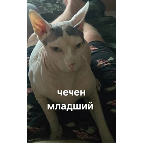 КБ — стикер для MAX