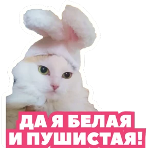 Стикербум_кошки — стикер для MAX
