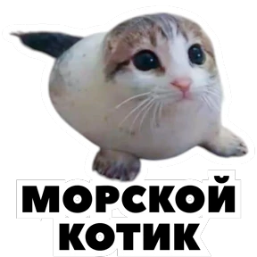 Стикербум_кошки — стикер для MAX