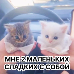 Стикербум_кошки — стикер для MAX
