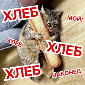 Стикербум_кошки — стикер для MAX