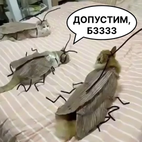Стикербум_кошки — стикер для MAX